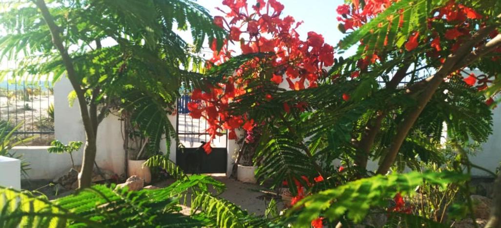 Cytyz Appart Hotel ماهاجانا المظهر الخارجي الصورة